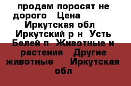 продам поросят не дорого › Цена ­ 4 500 - Иркутская обл., Иркутский р-н, Усть-Балей п. Животные и растения » Другие животные   . Иркутская обл.